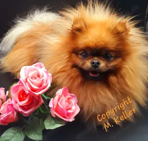 Pomeranian Zwergspitz Boo Typ Deckrüde