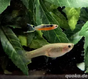 Santa Maria Endler Guppy Guppys Poecilia wingei  