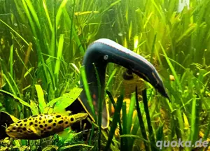 Feuerstachelaal  Bild 2 Feuerstachelaal  Bild 2