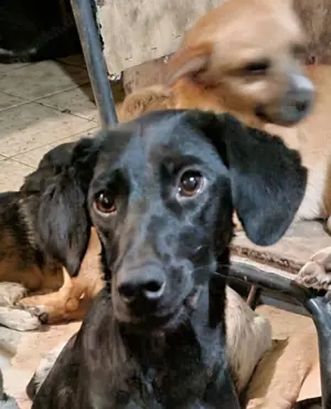 Parma, verträglich, schüchtern, lieb. 