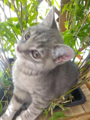 Weibchen BKH. 5 Monaten