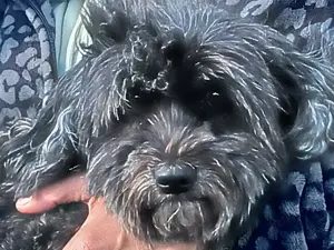 Tierliebe Menchen mit Unternehmergeist gesucht