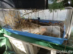 Käfige verschiedene Größen 