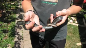 Strumpfbandnatter Thamnophis eques obscurus Schlange Männchen 1.0 blau schwarz 4 Jahre 
