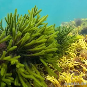 Meerwasser-, Salzwasser-, Makroalge: Codium fragile(Brokkolialge)