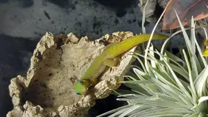 Goldstaub Taggecko mit Terrarium 