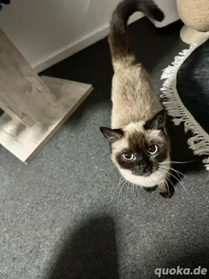 Eine Katze und Kater zum verkafem Bild 5 Eine Katze und Kater zum verkafem Bild 5