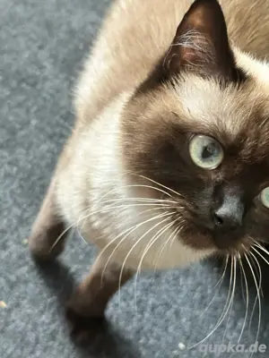 Eine Katze und Kater zum verkafem