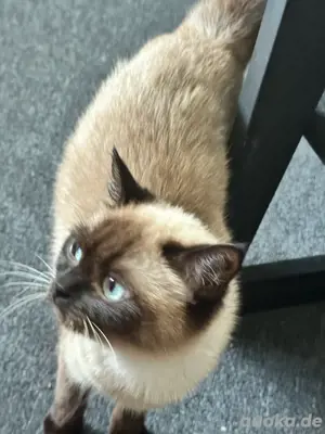 Eine Katze und Kater zum verkafem Bild 6 Eine Katze und Kater zum verkafem Bild 6