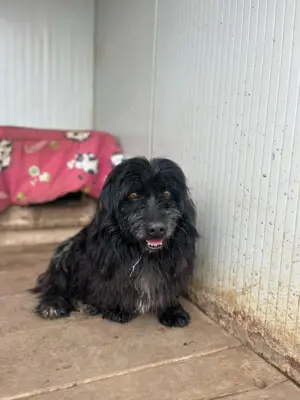 Tobi, wer schenkt ihm seinen verdienten Lebensabend in Liebe und Geborgenheit?