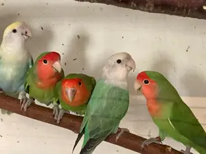 Rosenköpfchen abzugeben  Bild 3