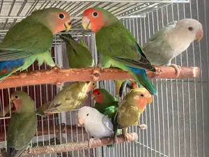 Rosenköpfchen abzugeben  Bild 2