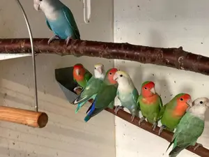 Rosenköpfchen abzugeben  Bild 4