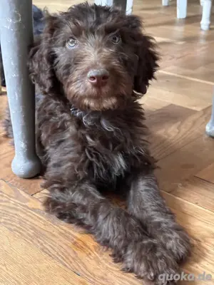 Süße Aussiedoodles-tolle Familienhunde