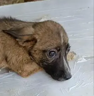 Femi soll nicht im Tierheim aufwachsen Bild 9
