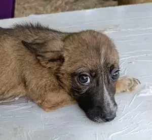 Femi soll nicht im Tierheim aufwachsen Bild 6