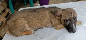 Femi soll nicht im Tierheim aufwachsen Bild 8