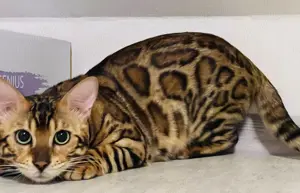 Deckkater Lion Bild 2