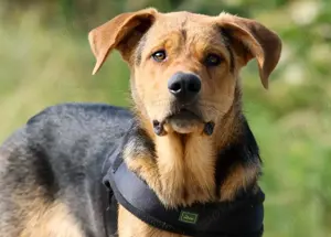 Arco und seine Schwester suchen ihre Familie