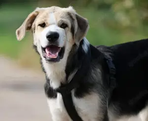 Pluma und ihr Bruder suchen ihre Familie