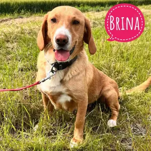 Brina, absoluter Traumhund, verträglich mit allen anderen Tieren, lieb und gut erzogen