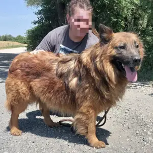 Chow, wunderschöner Mischling Chow-Chow und Langhaar Schäferhund Bild 3