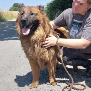 Chow, wunderschöner Mischling Chow-Chow und Langhaar Schäferhund Bild 5