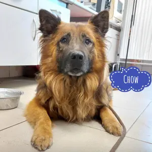Chow, wunderschöner Mischling Chow-Chow und Langhaar Schäferhund