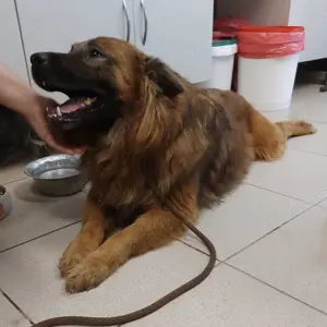 Chow, wunderschöner Mischling Chow-Chow und Langhaar Schäferhund Bild 2