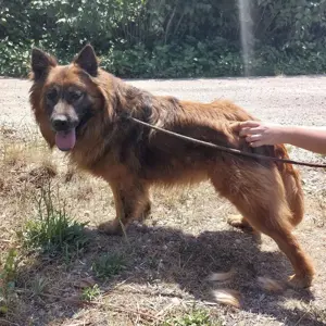 Chow, wunderschöner Mischling Chow-Chow und Langhaar Schäferhund Bild 4