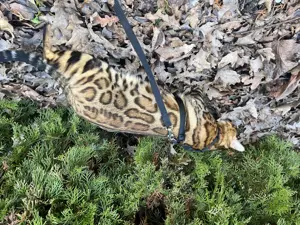 Deckkater Lion Bild 3