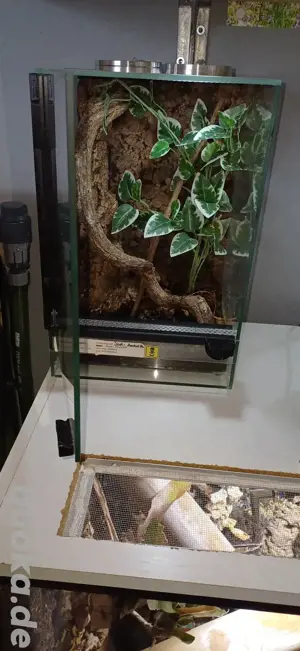 Cyrioscosmus elegans & Terrarium  Bild 4