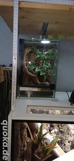 Cyrioscosmus elegans & Terrarium  Bild 5
