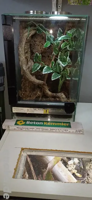 Cyrioscosmus elegans & Terrarium  Bild 6