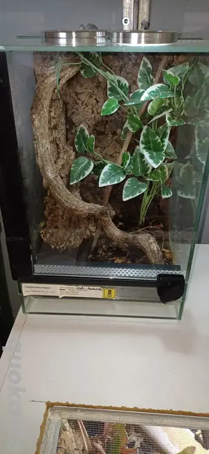 Cyrioscosmus elegans & Terrarium  Bild 3