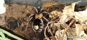 Cyrioscosmus elegans & Terrarium  Bild 7