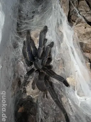 0.1 Chilobrachys dyscolus (black) 
