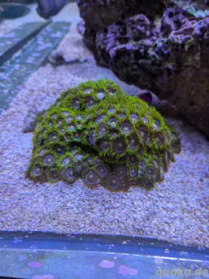 Korallen   Ableger Meerwasser Bild 3