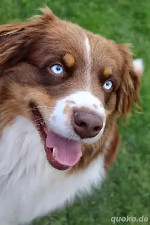 Ausgewerteter Erfahrener Australian Shepherd Deckrüde    Blue Eyes  