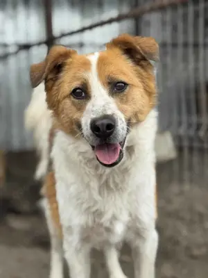 Louie S ca. 45 cm   möchte verzaubern