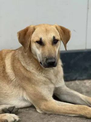 Hugo B ca. 57 cm   sanfter Riese