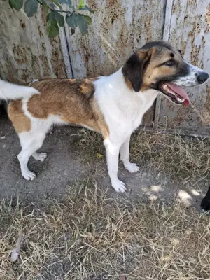 Ich möchte ein guter Begleiter werden. Bild 9