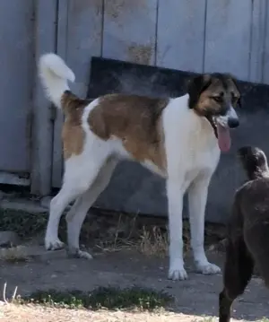 Ich möchte ein guter Begleiter werden. Bild 5