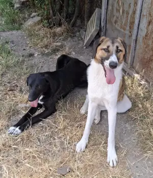 Ich möchte ein guter Begleiter werden. Bild 7