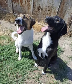 Ich möchte ein guter Begleiter werden. Bild 10