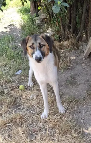 Ich möchte ein guter Begleiter werden. Bild 6