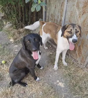 Ich möchte ein guter Begleiter werden. Bild 8