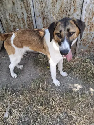 Ich möchte ein guter Begleiter werden.