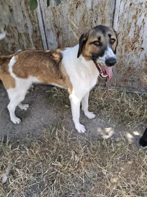 Ich möchte ein guter Begleiter werden. Bild 3