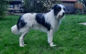 Paul sucht seine Menschen Bild 2